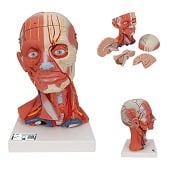 Anatomie model hoofd met spieren, bloedvaten, zenuwen en hersenen (5-delig, 36x18x18 cm)