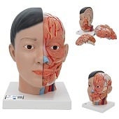 Anatomie model Aziatisch hoofd met hersenen en hals (4-delig, 26 cm hoog)