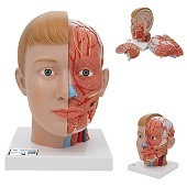 Anatomie model hoofd met hersenen en hals (4-delig, 19x23x22 cm)
