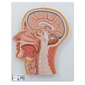 Anatomie model van het hoofd, doorsnede, 26x33x5 cm