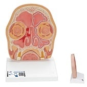 Anatomie model van het hoofd, doorsnede, 41x31x5 cm