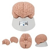 Anatomie model hersenen, 2-delig