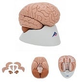 Anatomie model hersenen, 8-delig