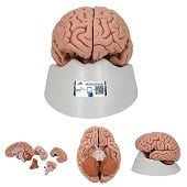 Anatomie model hersenen, 5-delig