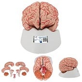 Anatomie model van de hersenen met bloedvaten, 9-delig, 15x14x16 cm