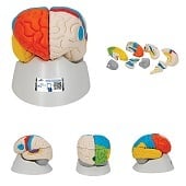 Anatomie model van de hersenen, functioneel, 8-delig, 14x14x18 cm