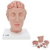 Anatomie model hoofd met hersenen, 8-delig, 15x15x23 cm