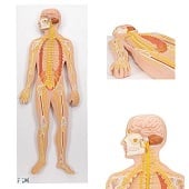 Anatomie model zenuwstelsel (80x33x6 cm)