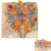 Anatomie model neuron cellichaam (12x12x6 cm)