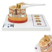 Anatomie model ruggenmerg