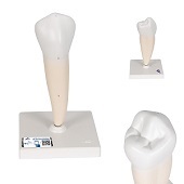 Anatomie model lagere premolaar met één wortel, 29 cm