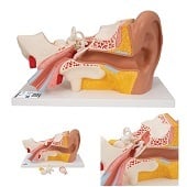 Anatomie model oor, 4-delig, 34x16x19 cm