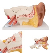 Anatomie model oor, 6-delig, 34x16x16 cm
