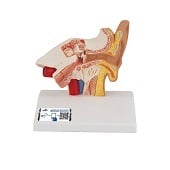 Anatomie model oor, 14x10x15 cm