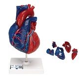 Anatomie model hart, didactisch gekleurd, 5-delig