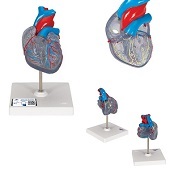 Anatomie model hart met prikkelgeleidingssysteem, 2-delig, 19x12x12 cm