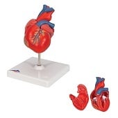 Anatomie model hart, 2-delig, 19x12x12 cm
