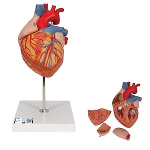 Anatomie model hart, 2 keer ware grootte, 4-delig, 32x18x18 cm