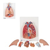 Anatomie model longen, hart en strottenhoofd (7-delig, 41x31x12 cm)