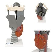 Anatomie model strottenhoofd, 14x14x28 cm