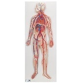Anatomie model bloedsomloop, 80x30x6 cm