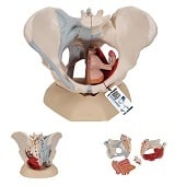 Anatomie model bekken vrouw met ligamenten, spieren en organen, 4-delig