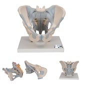 Anatomie model bekken man met ligamenten, 2-delig