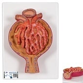 Anatomie model nieren, nierlichaam, 700x vergroot