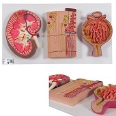 Anatomie model nier, nefron en nierlichaampje