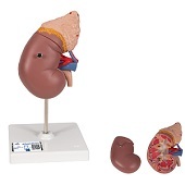 Anatomie model nier en bijnier, 2-delig