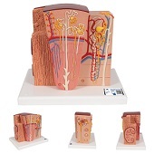 Anatomie model nieren, microanatomie