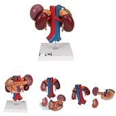 Anatomie model (bij)nieren, alvleesklier, galblaas, dunne darm, milt