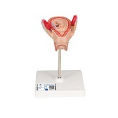 Anatomie model zwangerschap, 2e maand embryo