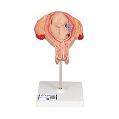 Anatomie model zwangerschap, 5e maand foetus (stuitligging)