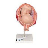 Anatomie model zwangerschap, 7e maand foetus