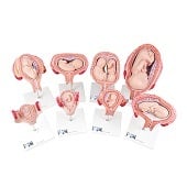 Anatomie model zwangerschap (complete serie van 8 modellen)