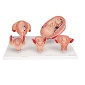 Anatomie model zwangerschap (serie van 5 modellen)