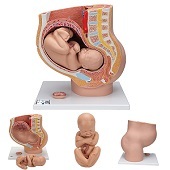 Anatomie model zwangerschap (40 weken)