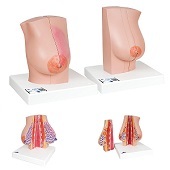 Anatomie model borst, 2 stuks