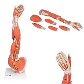 Anatomie model spieren arm, 60 cm, 6-delig
