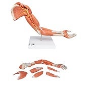 Anatomie model spieren arm, 70 cm, 6-delig