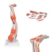 Anatomie model spieren been, 77 cm, 9-delig