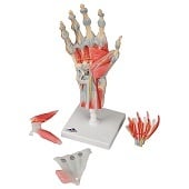Anatomie model hand en pols, 4-delig
