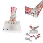 Anatomie model voet met ligamenten en spieren