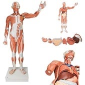 Anatomie model spieren en organen tweeslachtig, 37-delig, 180x110x50 cm