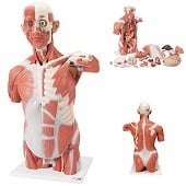 Anatomie model torso met organen en spieren deluxe, unisex, 27-delig, 95 cm