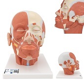 Anatomie model van het hoofd en nek met spieren, 24x18x24 cm
