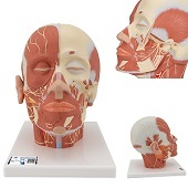 Anatomie model van het hoofd en nek met spieren en zenuwen, 24x18x24 cm