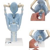 Anatomie model strottenhoofd, functioneel, 32x13x15 cm