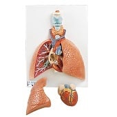 Anatomie model longen, hart en strottenhoofd (5-delig, 37x28x12 cm)